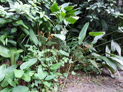 Stromanthe stromanthoides