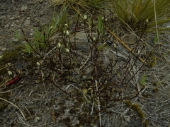 Gentianella grisebachii