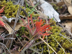 Castilleja salaisolaveae
