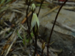 Gentianella grisebachii