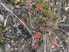 Castilleja salaisolaveae