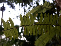 Nephrolepis pendula