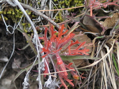 Castilleja salaisolaveae