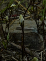 Gentianella grisebachii