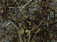 Gentianella grisebachii