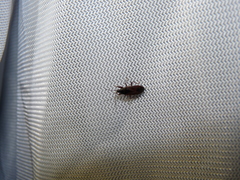 Eremocoris depressus