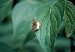 Tagiadini