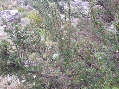 Cliffortia tridentata