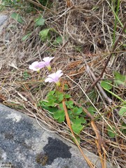 Oxalis commutata