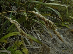 Anthoxanthum redolens