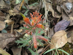 Castilleja salaisolaveae