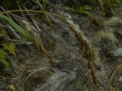 Anthoxanthum redolens