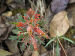 Castilleja salaisolaveae