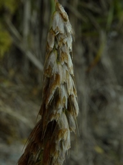 Anthoxanthum redolens