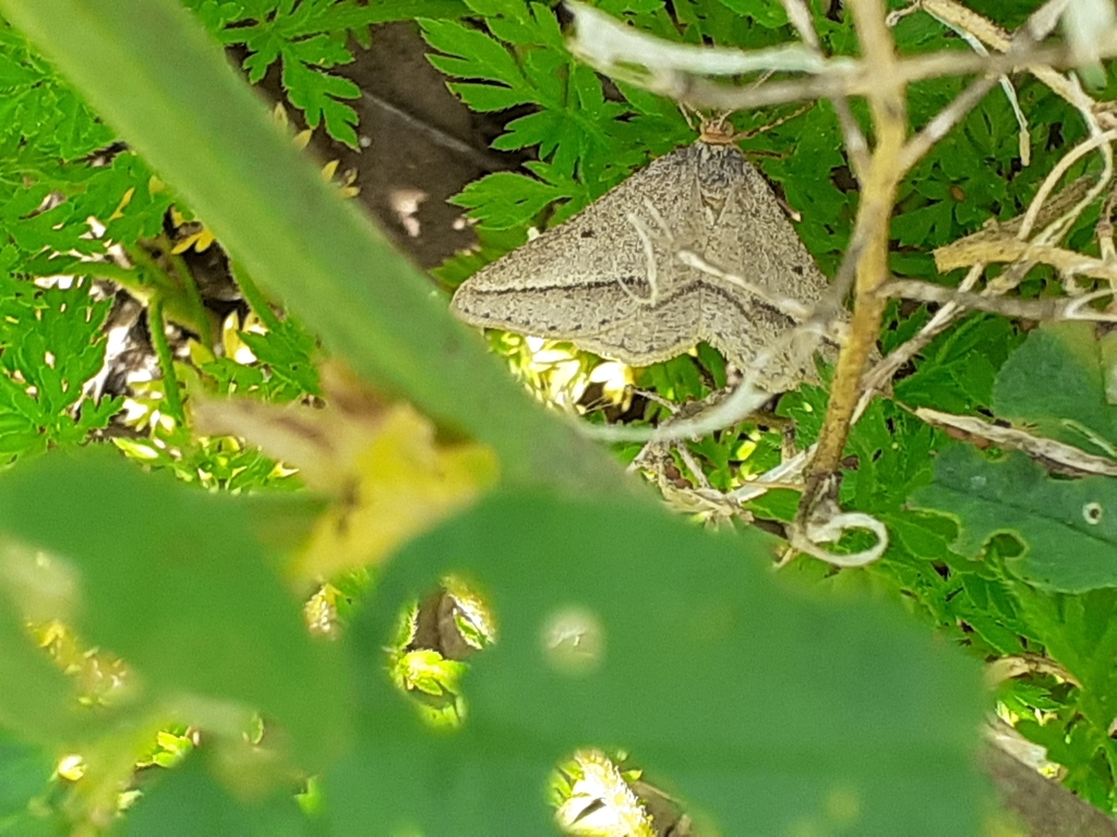 Scrobipalpa arenaceariella