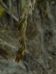 Anthoxanthum redolens