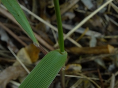 Anthoxanthum redolens