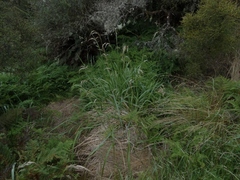 Anthoxanthum redolens