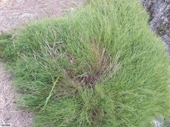 Anthochortus crinalis