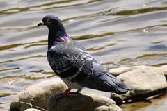 Columba livia domestica