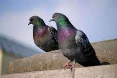 Columba livia domestica
