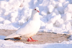 Columba livia domestica