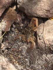 Centruroides baldazoi