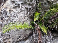 Blechnum punctulatum punctulatum