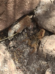 Centruroides baldazoi