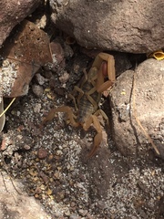 Centruroides baldazoi