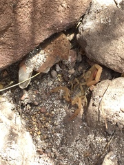 Centruroides baldazoi