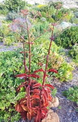Kalanchoe sexangularis