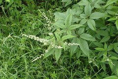Vitex negundo