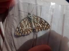 Melanargia occitanica