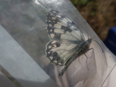 Melanargia occitanica