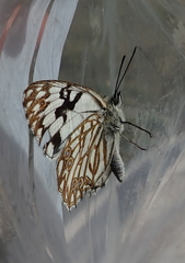 Melanargia occitanica