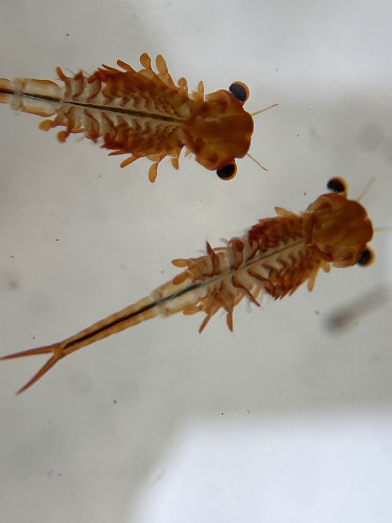 smooth-lipped fairy shrimp