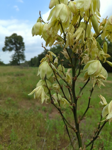 Image of Yucca louisianensis by (c) Megan Kossa, some rights reserved (CC BY)