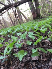 Maianthemum bifolium