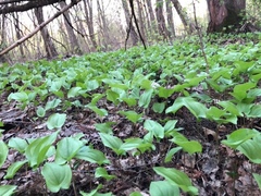 Maianthemum bifolium