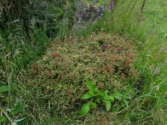 Acaena anserinifolia