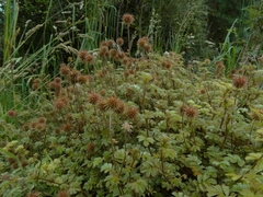 Acaena anserinifolia