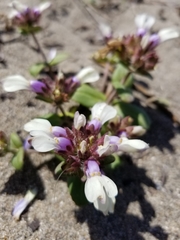 Collinsia corymbosa