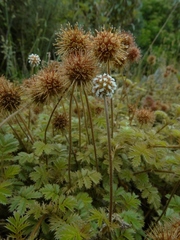 Acaena anserinifolia