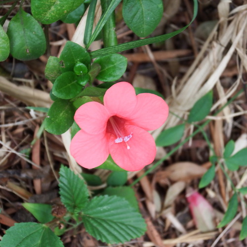 Barleria repens