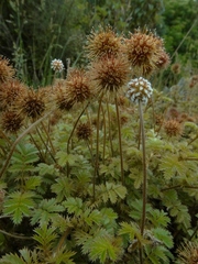 Acaena anserinifolia