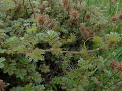 Acaena anserinifolia