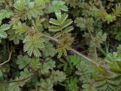 Acaena anserinifolia