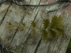 Acaena anserinifolia