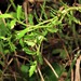 Lobelia corniculata 2